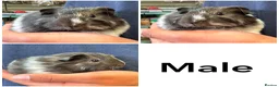 Guinea Pig rodents for sale: Friendly handled baby guinea pigs - Advert 4