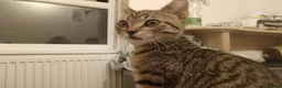 Mixed Breed cats for sale: Tabby girl kitten - Advert 4
