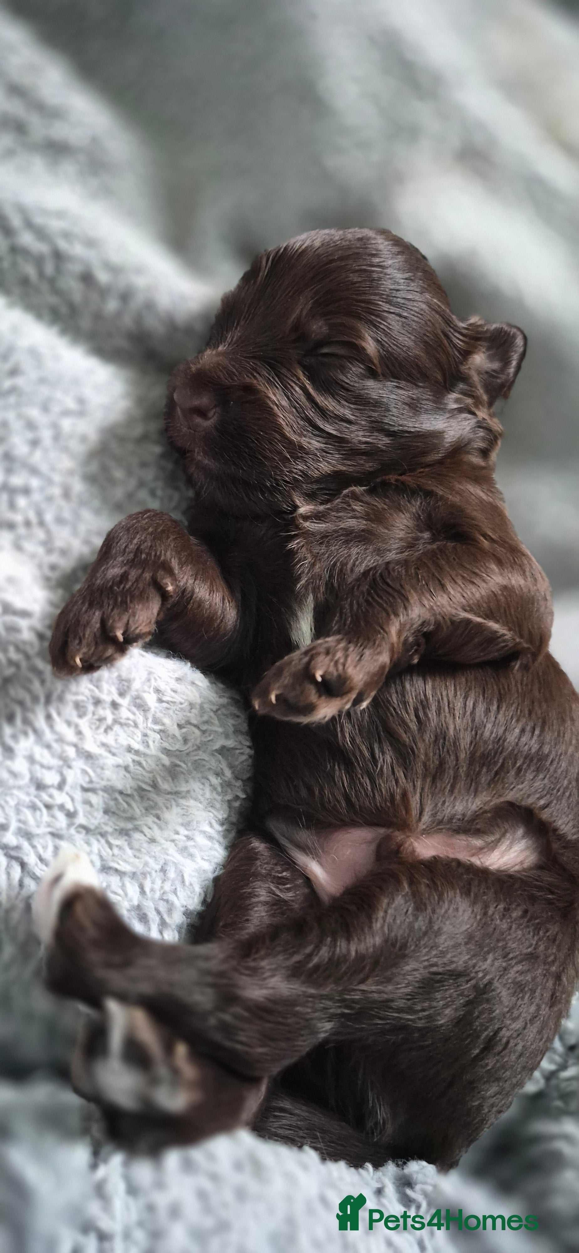 Australian Labradoodle dogs Australian Labradoodle – Black, Chocolate & Parti - Advert 2