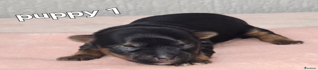 Yorkshire Terrier Puppy 1