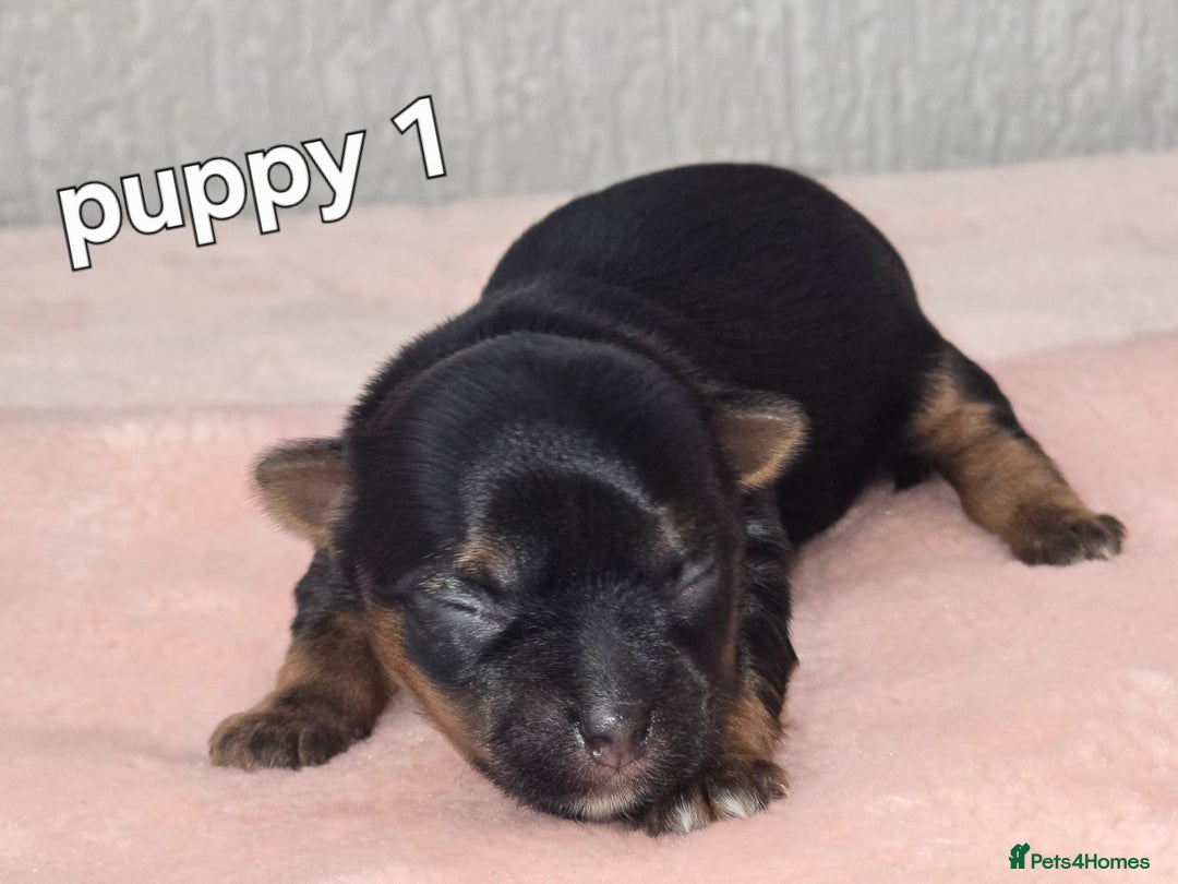 Yorkshire Terrier dogs for sale: Miniature yorkshire terrier puppy - Advert 12
