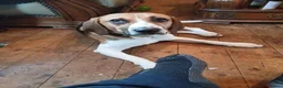 Beagle dogs for adoption: Male beagle for re homing  - Advert 5
