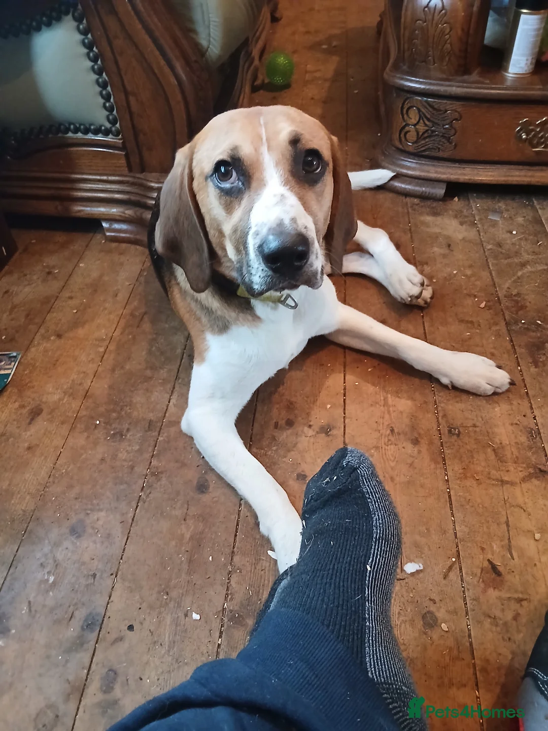 Beagle dogs for adoption: Male beagle for re homing  - Advert 5