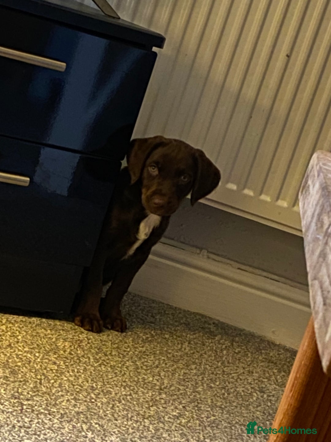 Cockerdor dogs for sale: Cockerdor puppy for sale - Advert 8