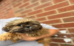 Shih Tzu dogs for sale: Fluffy little Shih tzu pups - Image 2