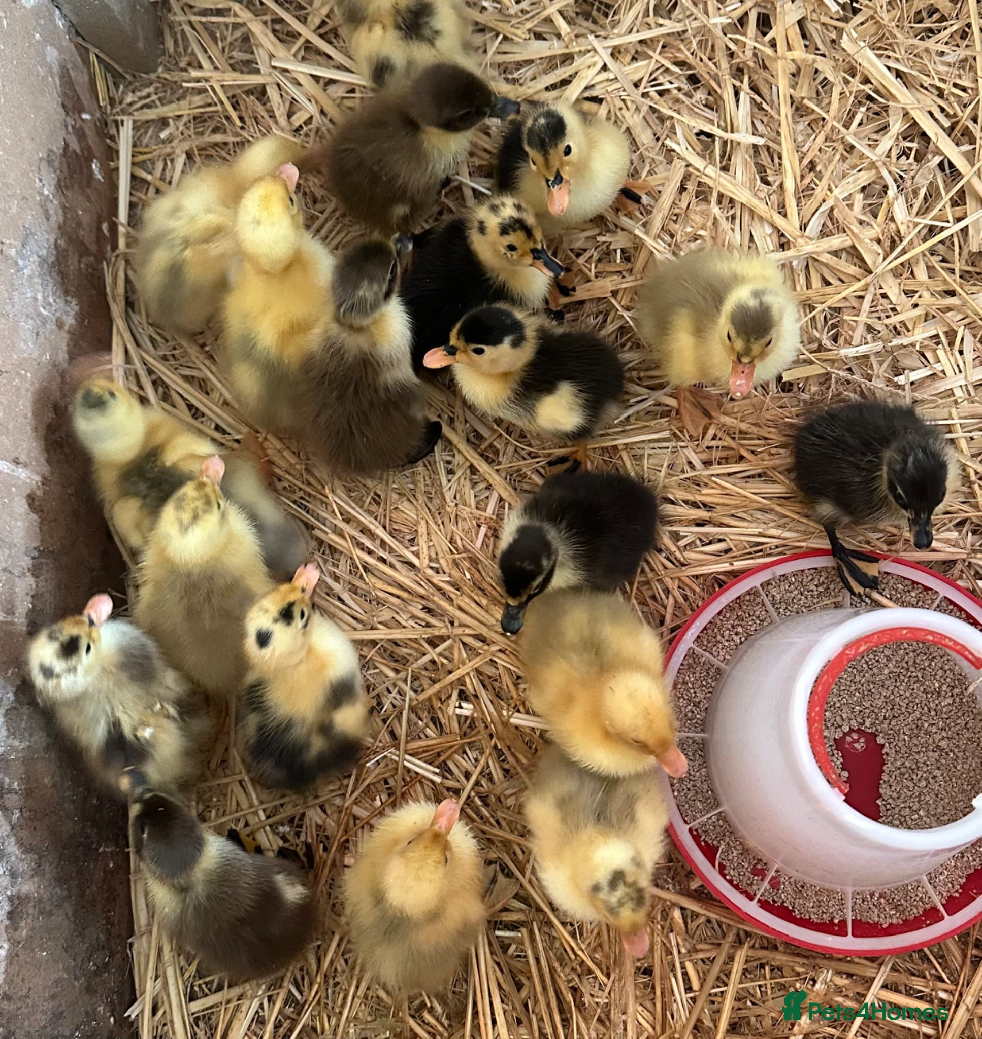 Ducks poultry Hatched on 20th May - Indian Runner Ducklings - Advert 1