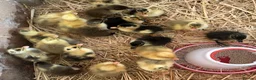 Ducks poultry for sale: Hatched on 20th May - Indian Runner Ducklings - Advert 1