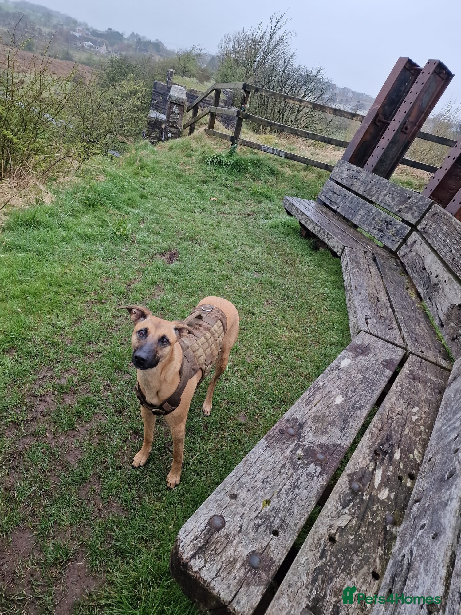 Mixed Breed dogs Belgian malinois/ greyhound  - Advert 10