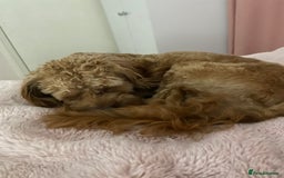 Cavapoo dogs for sale: Male Cavapoo - Image 2