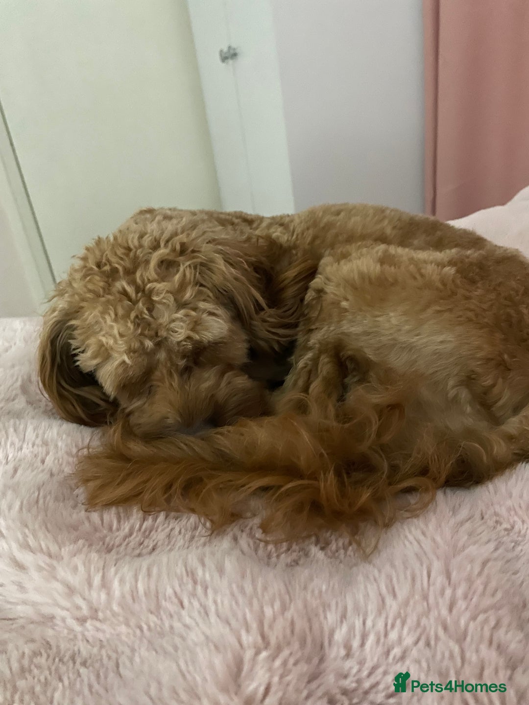 Cavapoo dogs for sale: Male Cavapoo - Image 2