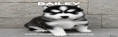 Bailey