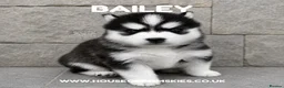 Pomsky dogs for sale: F3 Pomsky Puppies - all blue eyed  - Advert 11