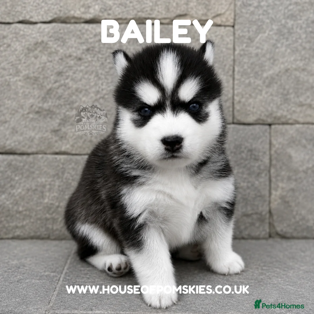 Pomsky dogs for sale: F3 Pomsky Puppies - all blue eyed  - Advert 11