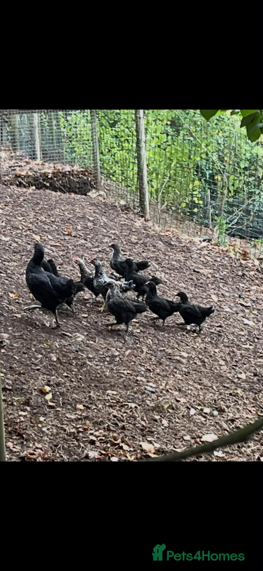 Chickens poultry Hybrid young chickens for sale - Advert 1