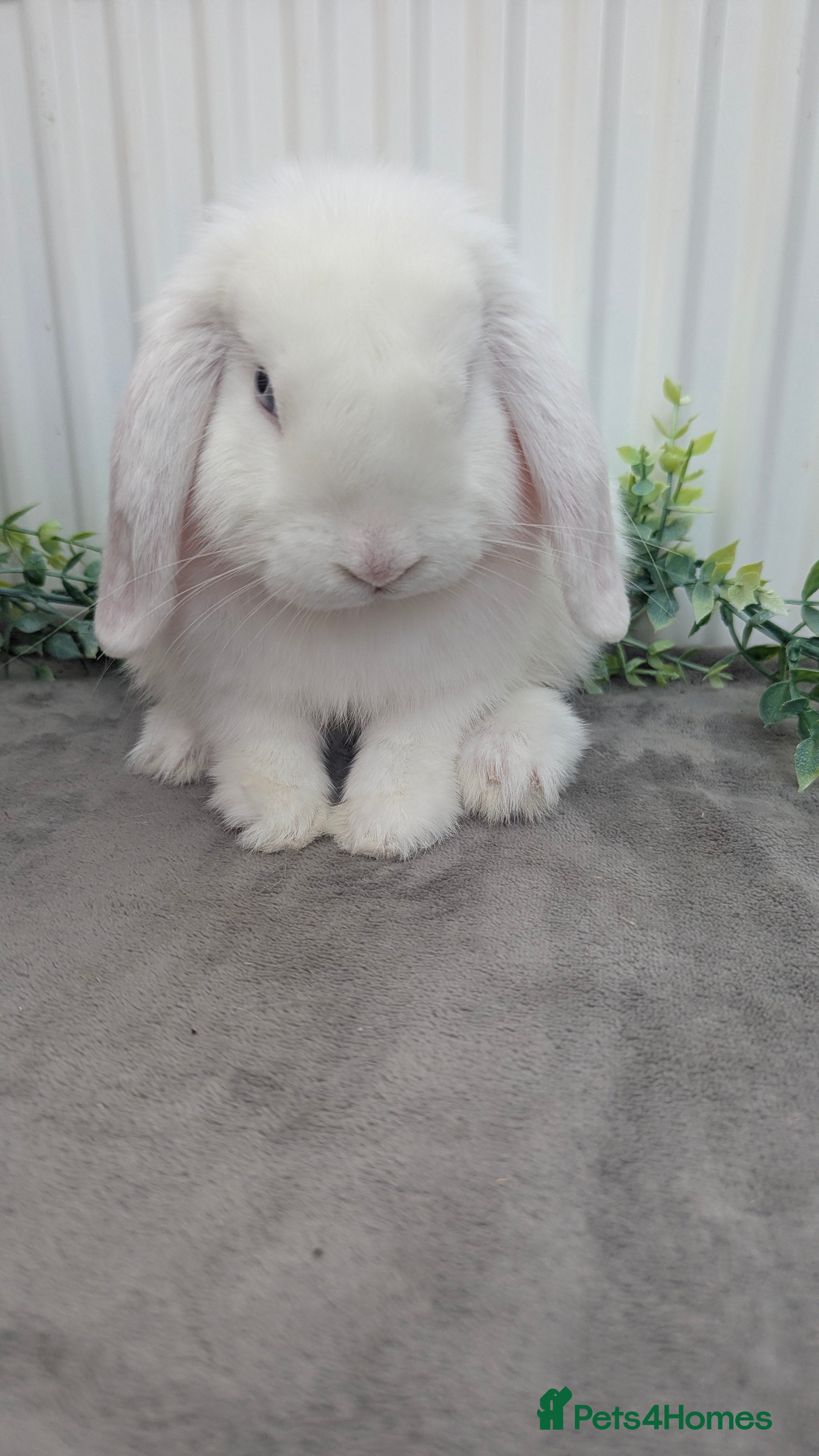 Mini Lop rabbits Mini lop buck looking for home - Advert 2
