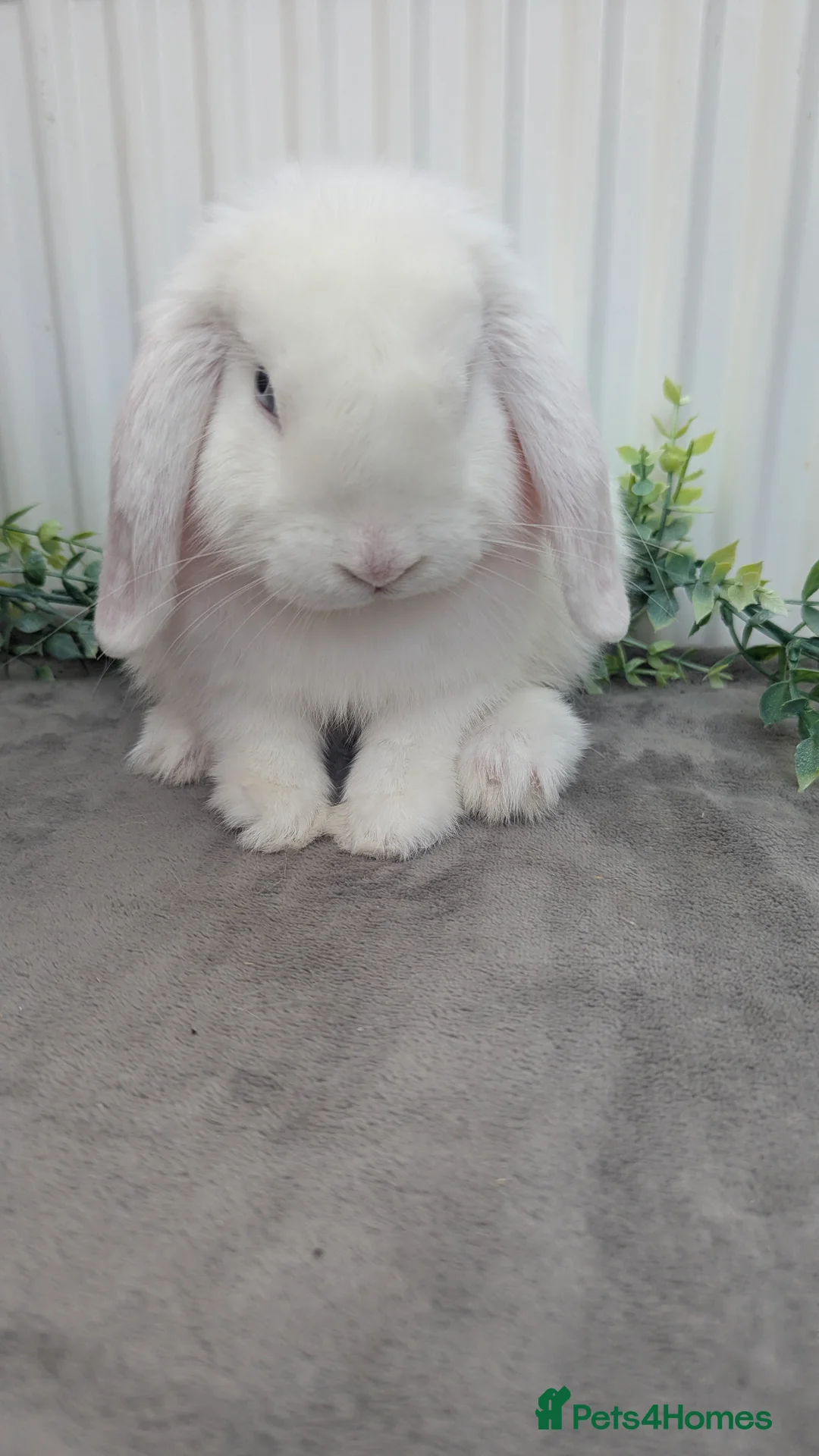 Mini Lop rabbits for sale: Mini lop buck looking for home - Advert 1