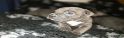 Staffordshire Bull Terrier dogs for sale: KC registered Staffordshire bull terrier pup - Advert 25