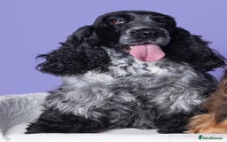 Cocker Spaniel dogs for sale: Show cocker spaniel  - Advert 17