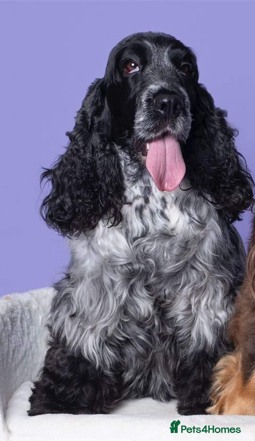 Cocker Spaniel dogs for sale: Show cocker spaniel  - Advert 17