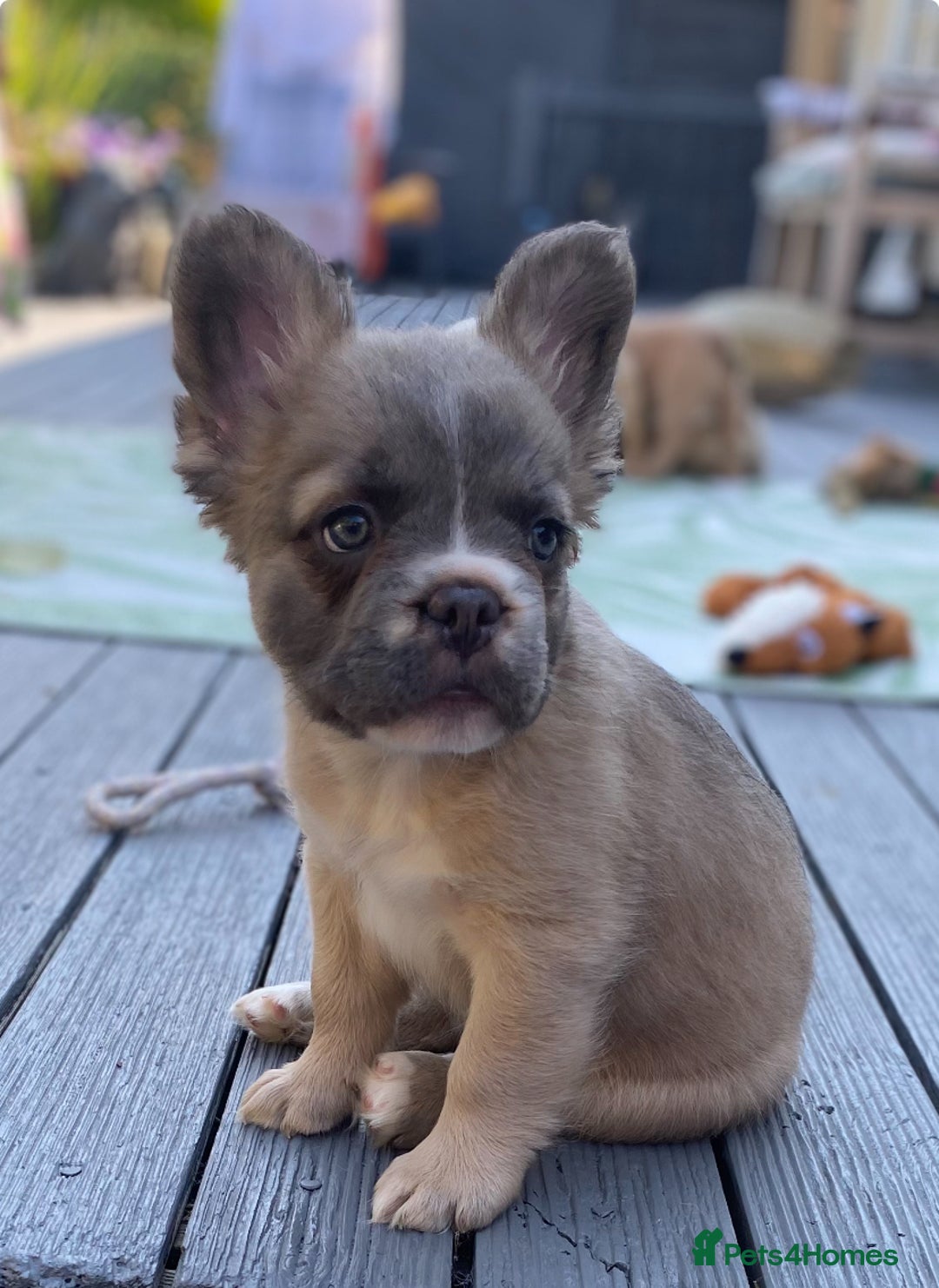 French Bulldog dogs for sale: DNA Health tested 5 🌟 KC fluffy French bulldogs - Image 8