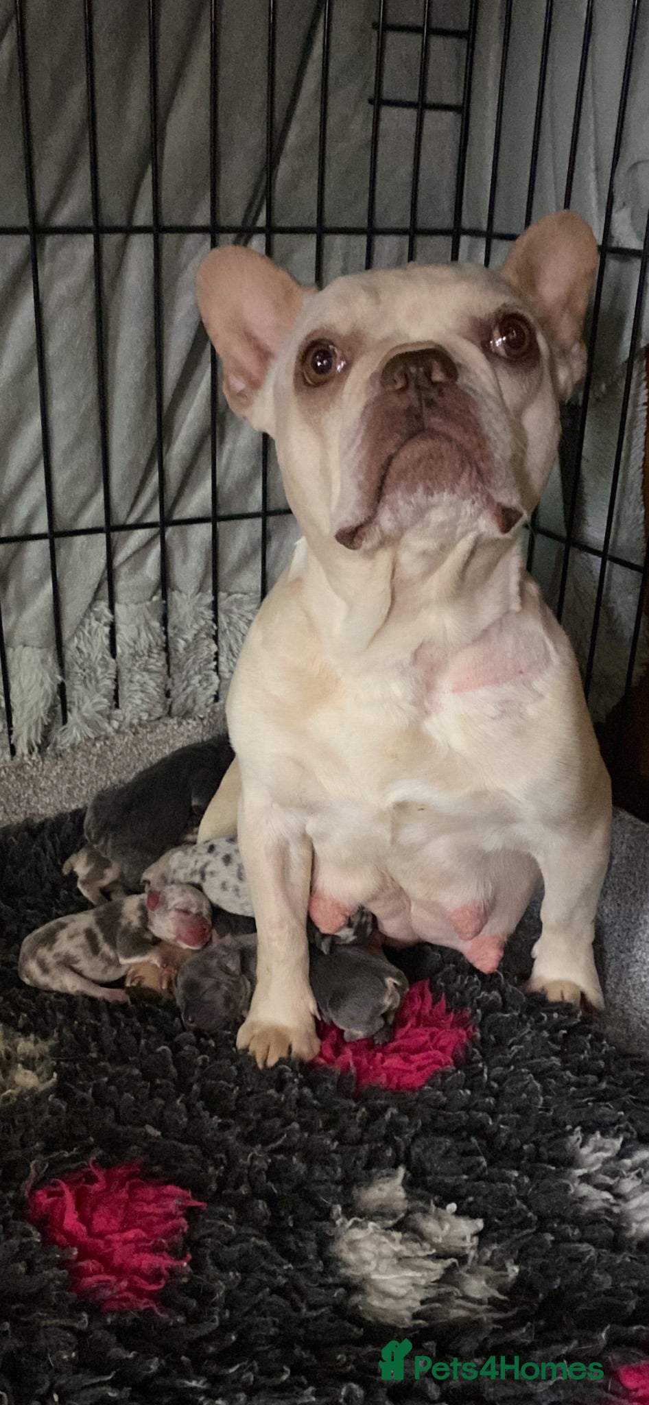 French Bulldog dogs Stunning healthy French bulldog pups - Advert 1