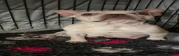 French Bulldog dogs for sale: Stunning healthy French bulldog pups - Advert 1