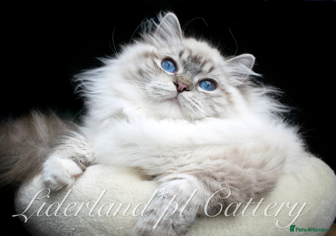 Ragdoll cats for sale: Ragdoll male kitten gccf active - Advert 16