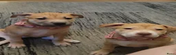 Presa Canario dogs for sale: 2 beautiful Presa Canario girls - Advert 11