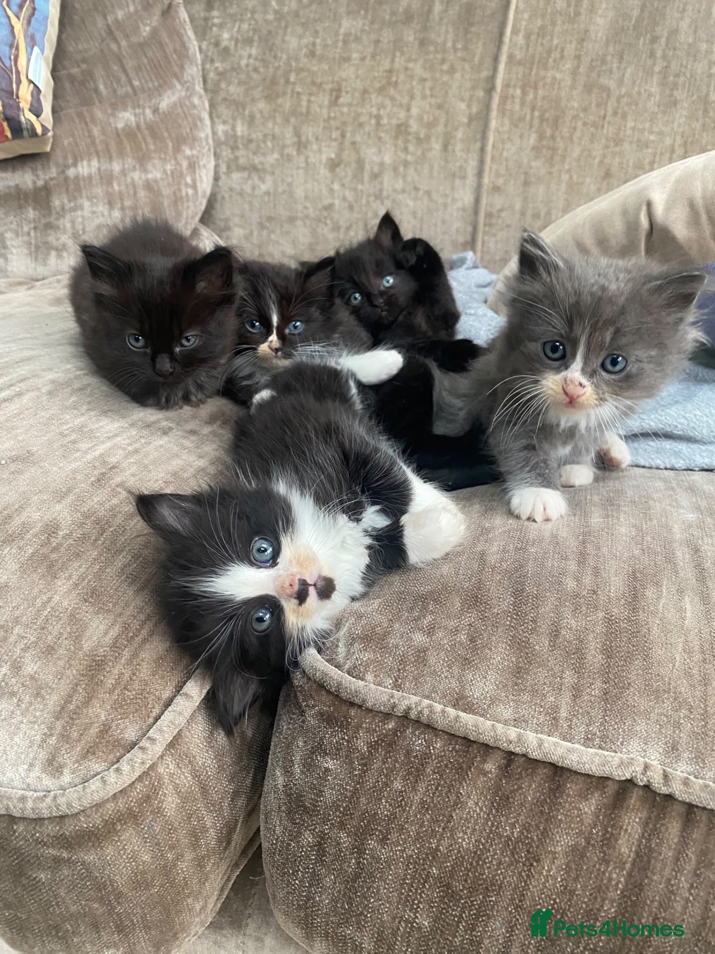 Ragdoll cats Ready this weekend Ragdoll x British shorthair  - Advert 6