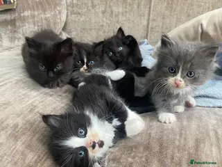 Ragdoll cats Ready this weekend Ragdoll x British shorthair - Advert 6
