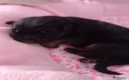 German Shepherd dogs for sale: Excellent Long-Haired German Shepherd Puppies. KC. - Image 19