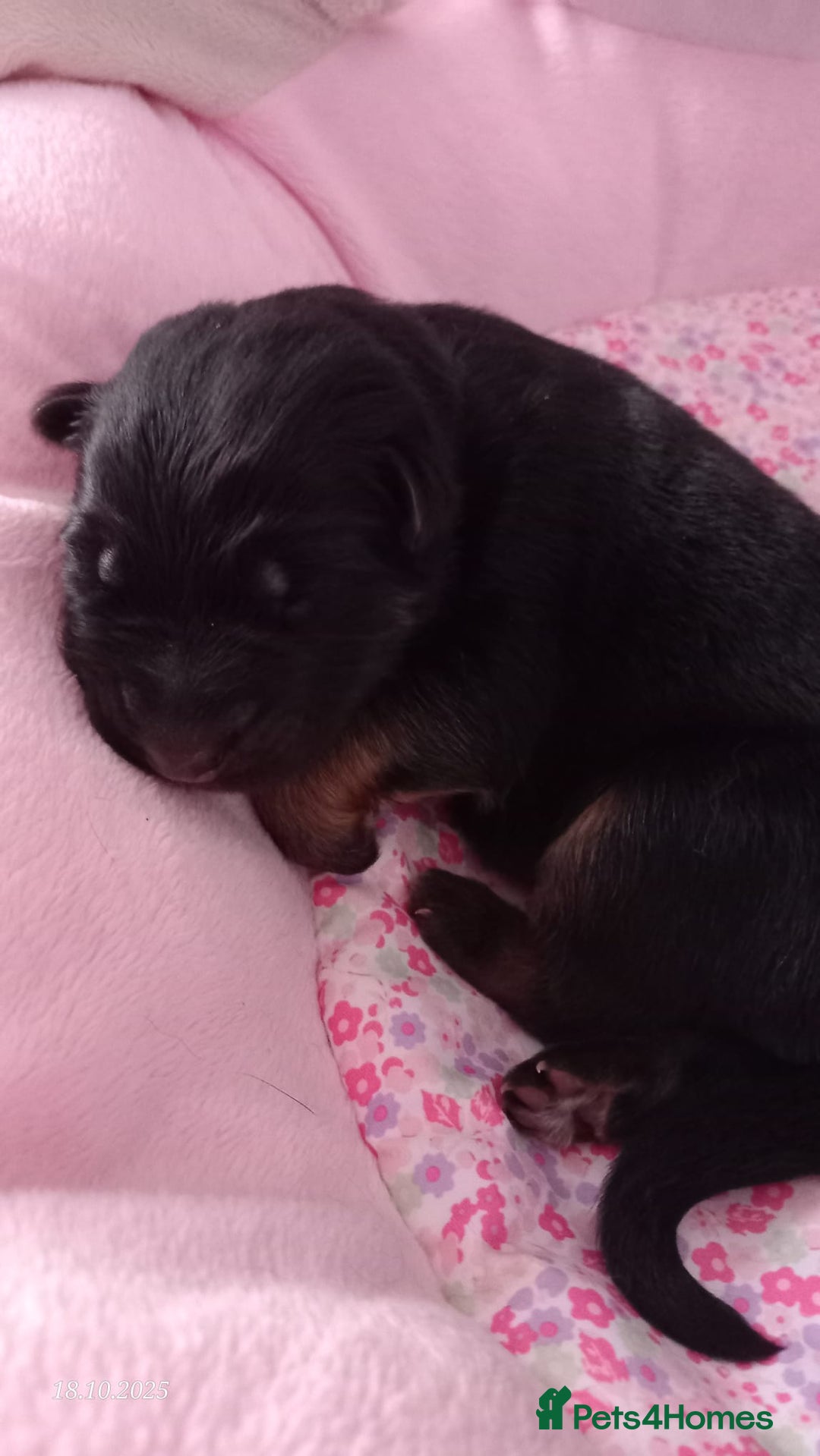 German Shepherd dogs for sale: Excellent Long-Haired German Shepherd Puppies. KC. - Image 19