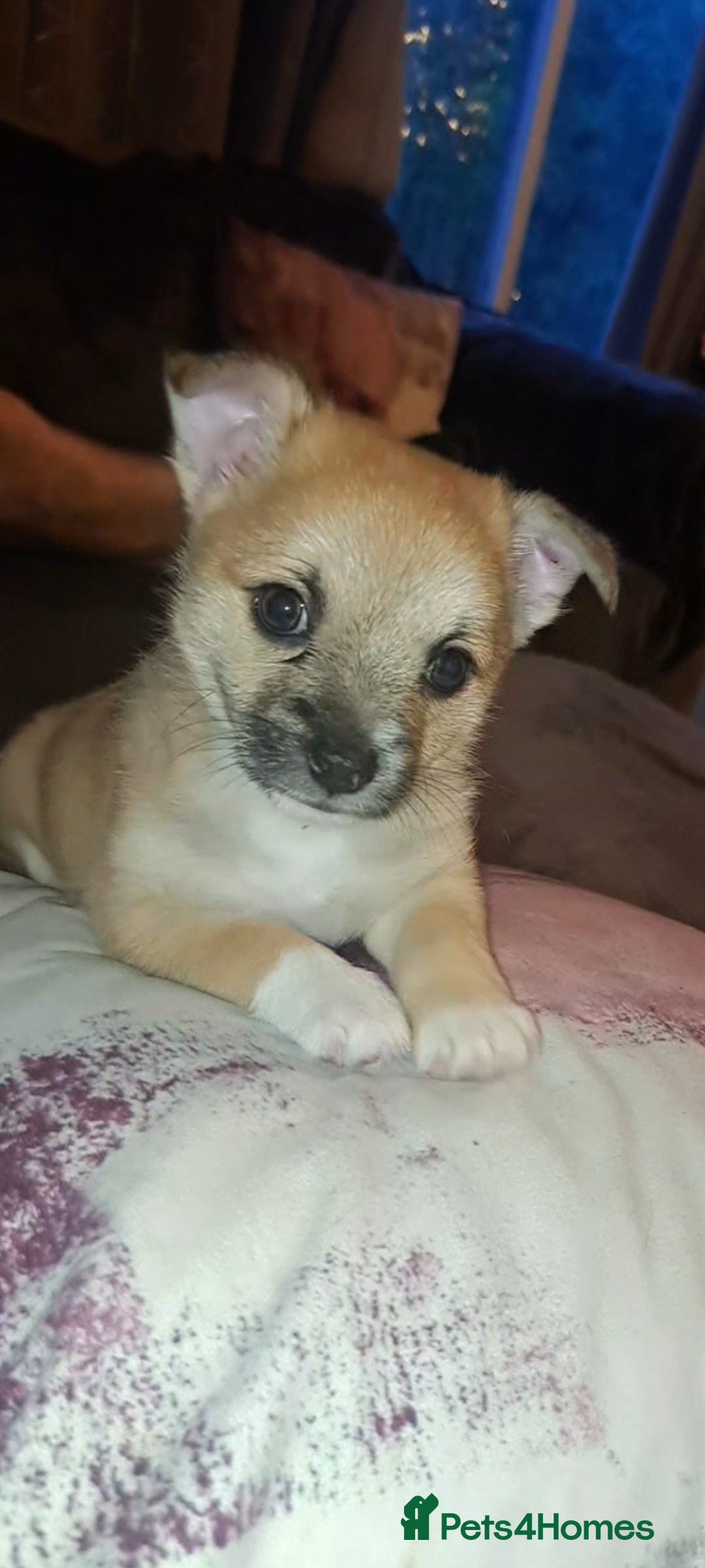 Pomchi dogs for sale: beautiful 5week old pomchi girl puppy  - Advert 2