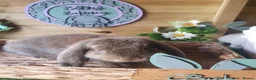 French Lop rabbits for sale: Vaccinated Giant French Lop Babies - Advert 3