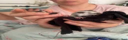 Sugar Glider rodents for sale: Mosaic male and grey female both het creamino - Advert 11