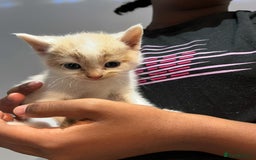 Mixed Breed cats for sale: 6 beautiful kittens (3 male, 3 females) for sale - Image 12