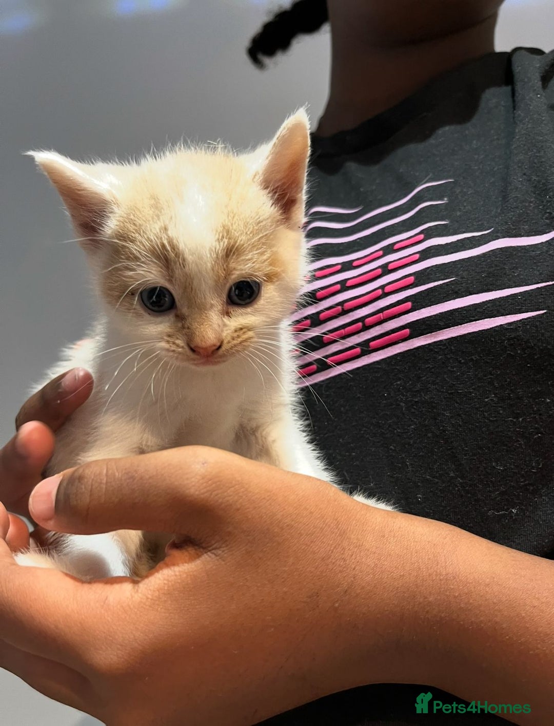 Mixed Breed cats for sale: 6 beautiful kittens (3 male, 3 females) for sale - Image 12