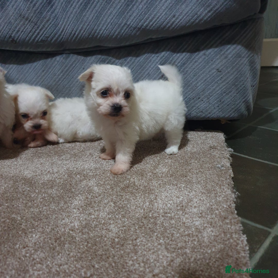 Maltese dogs for sale: Tiny Maltese puppies  - Image 4