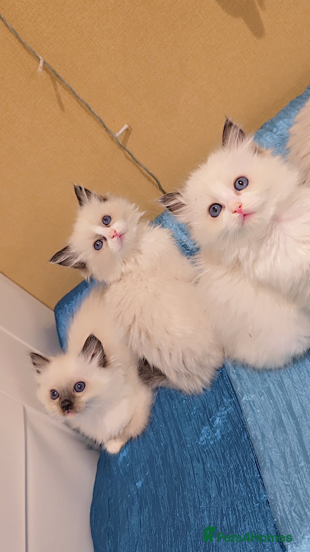Ragdoll cats for sale: TICA REGISTERED KITTENS/Active - Advert 11