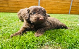 Cockapoo dogs for sale: Chocolate Merle Cockapoo Babies 🐾🐾🐾 - Image 4