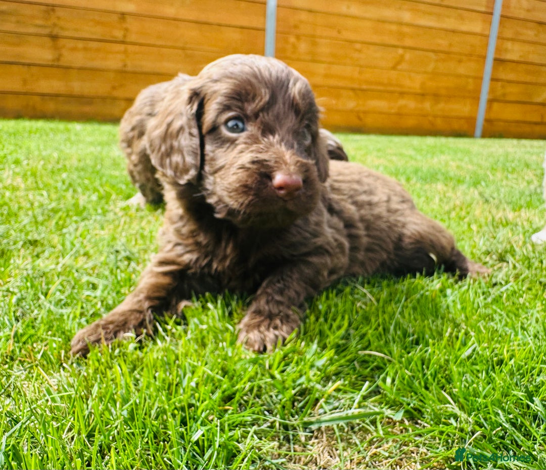 Cockapoo dogs for sale: Chocolate Merle Cockapoo Babies 🐾🐾🐾 - Image 4