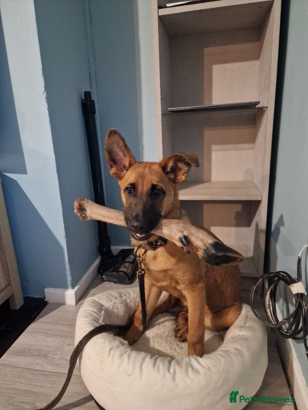 Belgian Shepherd Dog dogs for sale: Snyper - Belgian Malinois - 7 Months - Advert 6