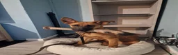 Belgian Shepherd Dog dogs for sale: Snyper - Belgian Malinois - 7 Months - Advert 6