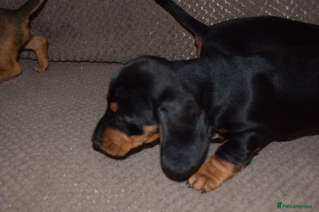Dachshund dogs for sale: 3/4 MINIATURE SMOOTH DACHSHUND PUPPIES - Image 3