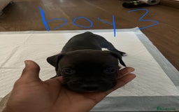 Mixed Breed dogs for sale: Cane corso x staff puppies  - Image 7