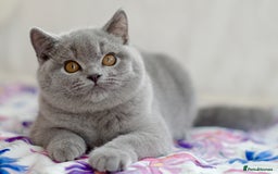 British Shorthair cats for sale: Beautiful blue girl 😻 - Image 5