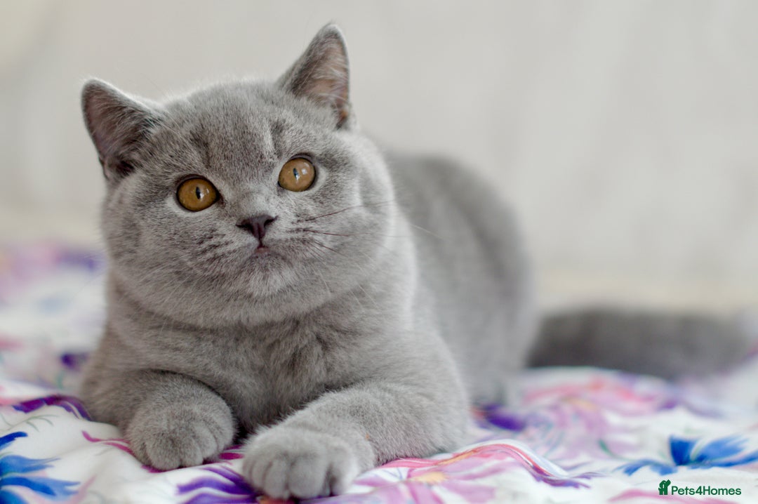 British Shorthair cats for sale: Beautiful blue girl 😻 - Image 5