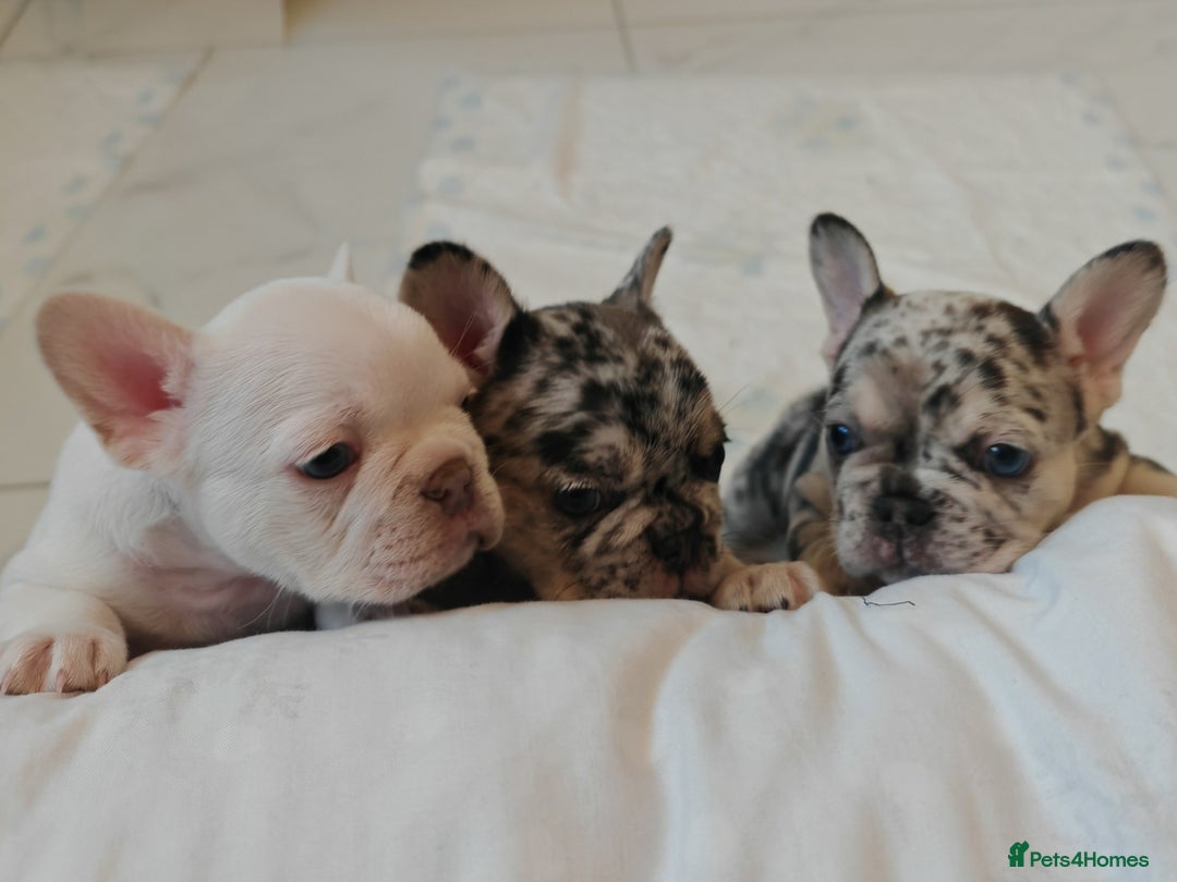 French Bulldog dogs for sale: French bulldog , merle, platinum, fluffy carriers. - Image 2