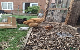 Hens poultry for sale: Hens x 6 - Advert 1