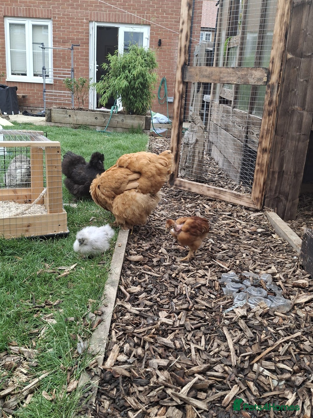 Hens poultry for sale: Hens x 6 - Advert 1